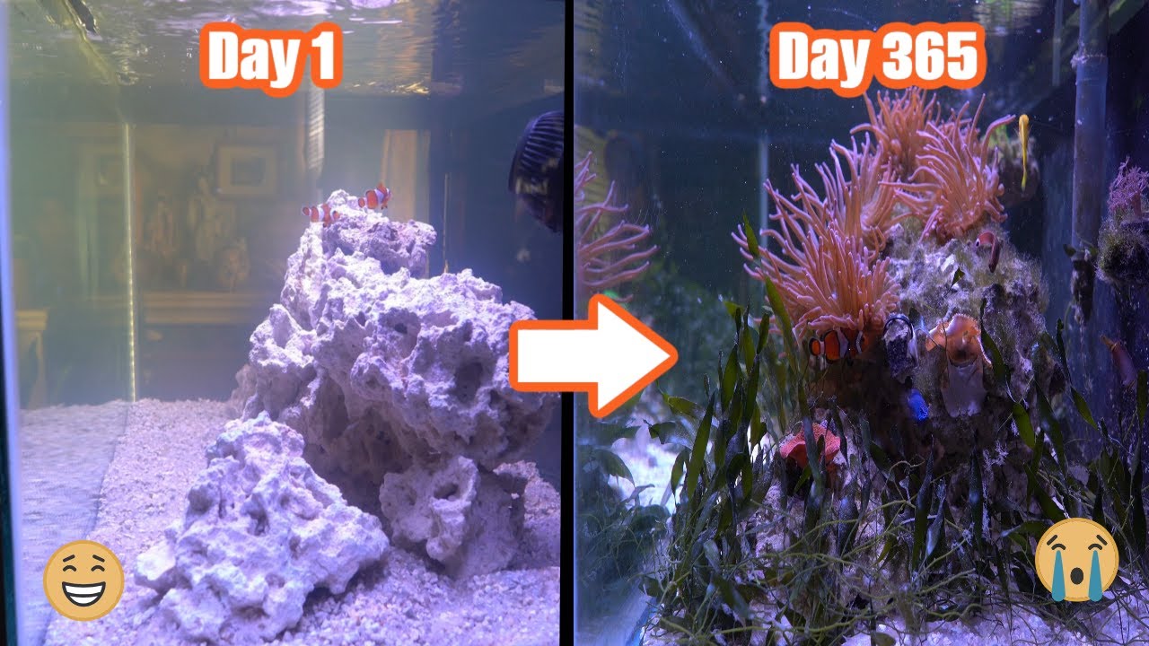 The First Year of My Failed Reef Tank
