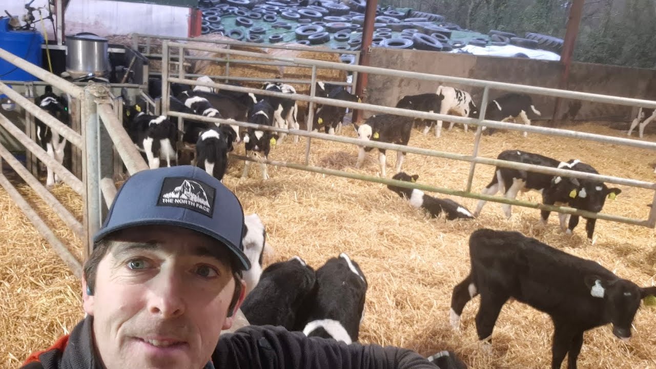 How and what do we feed our calves