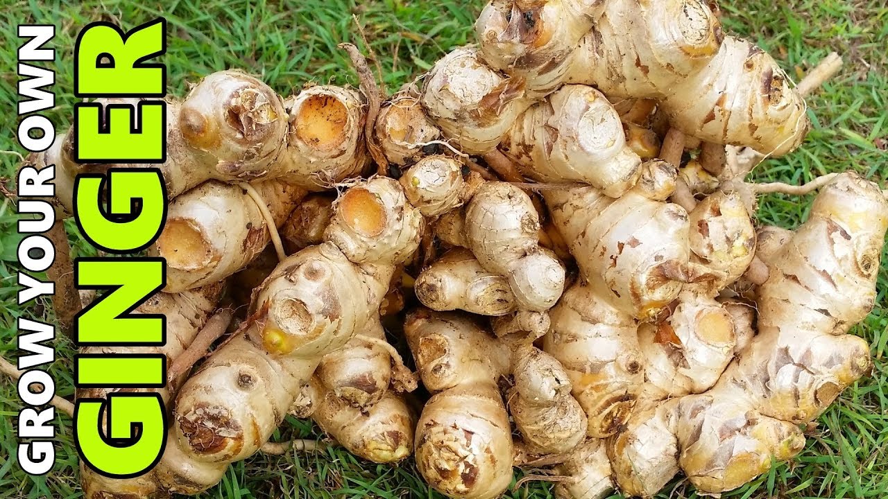 How to Grow GINGER In Beds, Containers & Different Climates