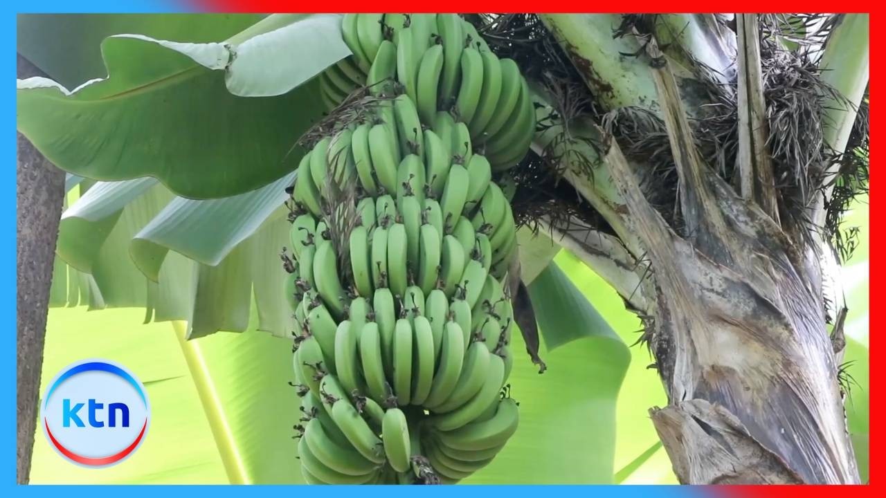 Wafanyabiashara wa Ndizi Meru Walalamikia Barabara Mbovu Zinazoathiri Biashara