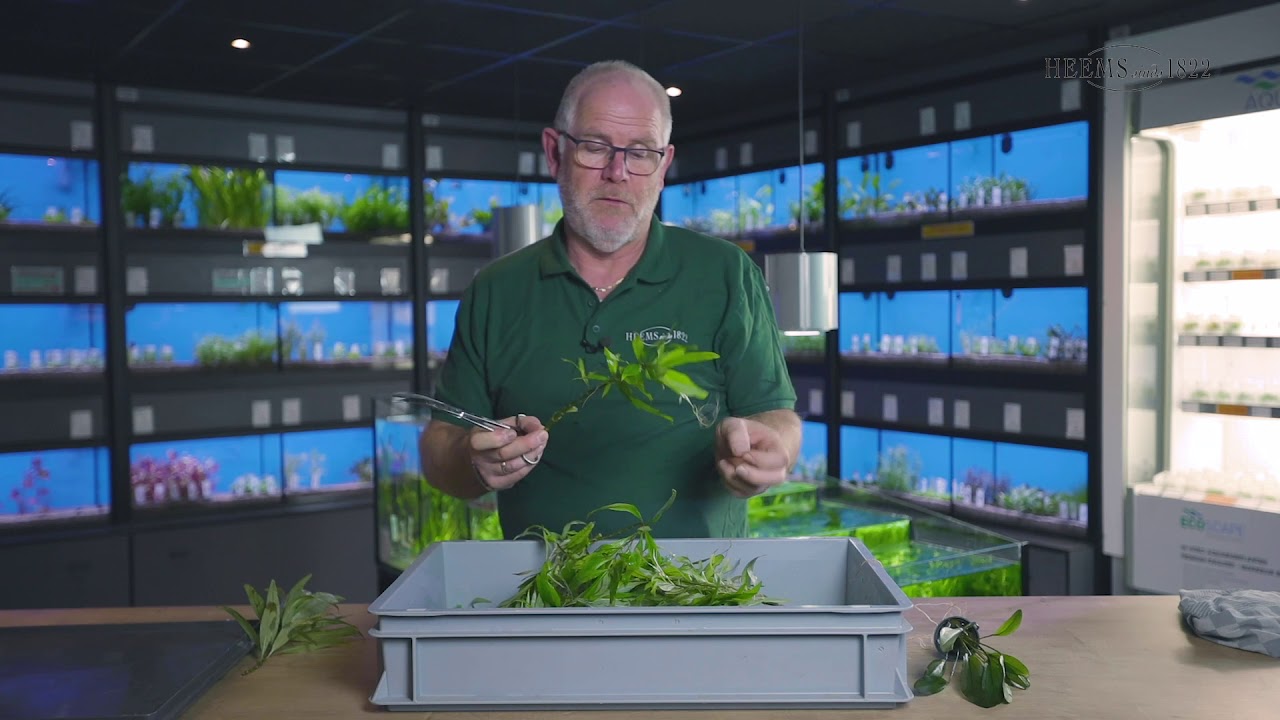 🌱 Hoe snoeit u uw aquariumplanten op de juiste manier? l Heems TV - Vlog #2