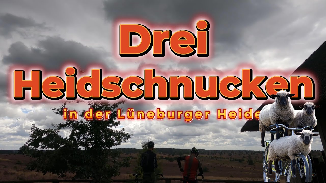 Drei Heidschnucken in der Lüneburger Heide