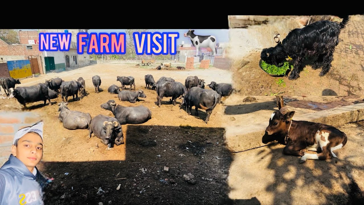 New faram visit