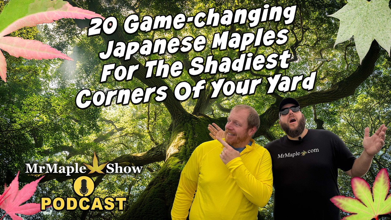 Top 20 Japanese Maples for the Shade Garden | MrMaple Show Podcast