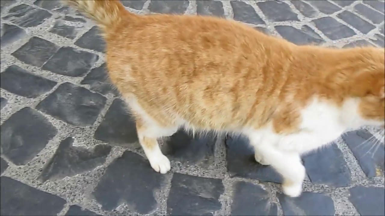 Gatto che miagola miagolio o verso del gatto