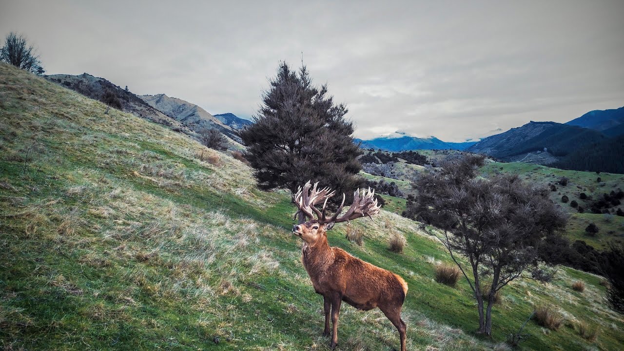 Trophy Red Stag New Zealand | Epic South Island Hunting Adventure