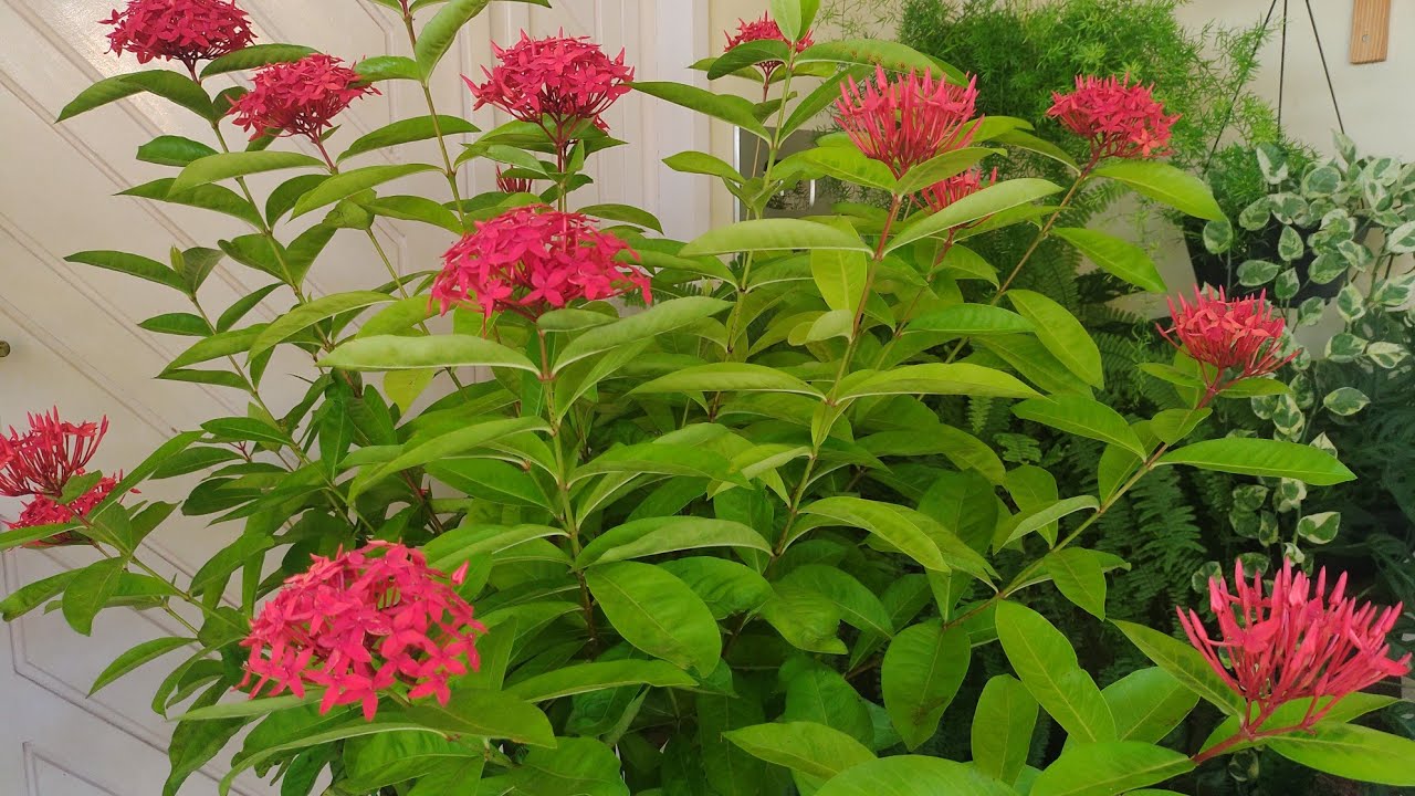 Ixora: Reposição do substrato e dicas de cultivo