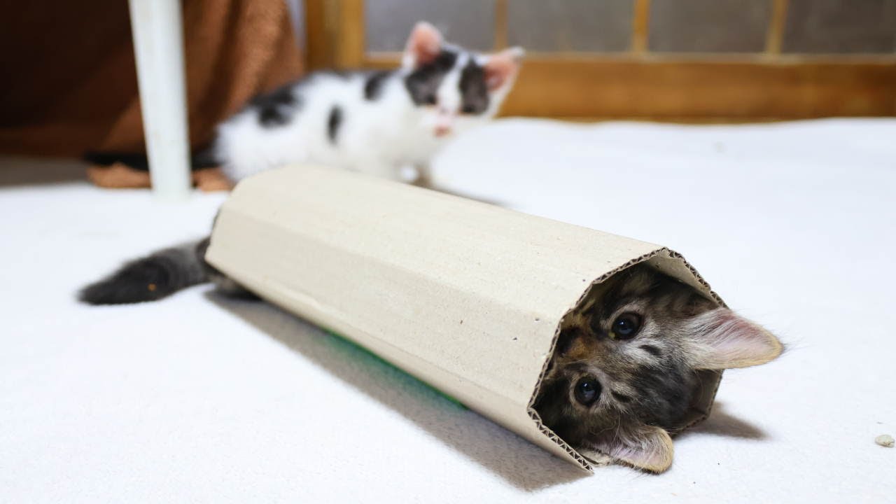 段ボールと子猫　250708