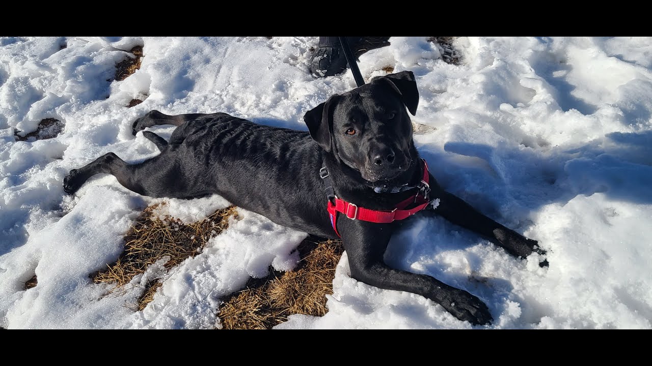 From Texas Stray to Snow Zoomies! Dakota's Emotional First Winter Adventure