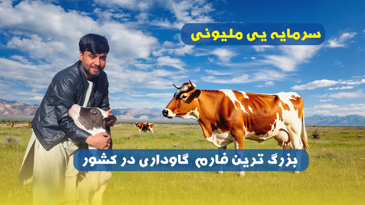 بزرگترین فارم گاو های نسل ایرانی در افغانستان