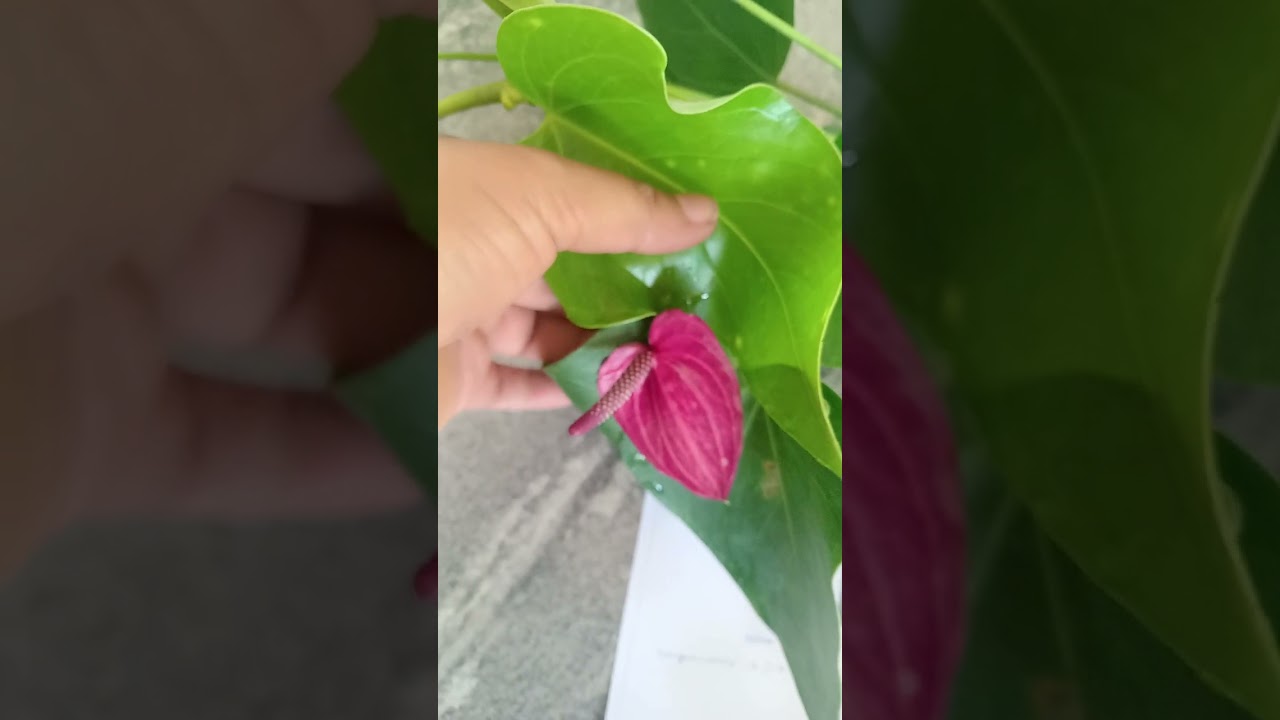 ඔයාලගේ පැල ටික ඉක්මනින් එකතු කරගන්න#anthuriumwagawasinhala#plantfypviral#0765647812