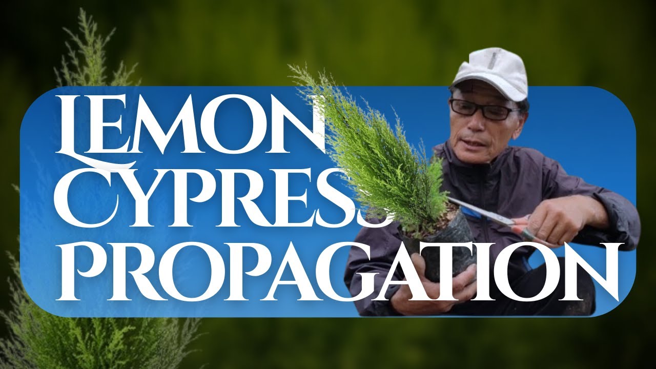 How to Propagate Lemon Cypress from Cuttings (Step-by-Step)