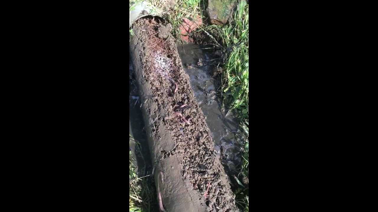 Oddly Satisfying Drainage Clearing! ASMR