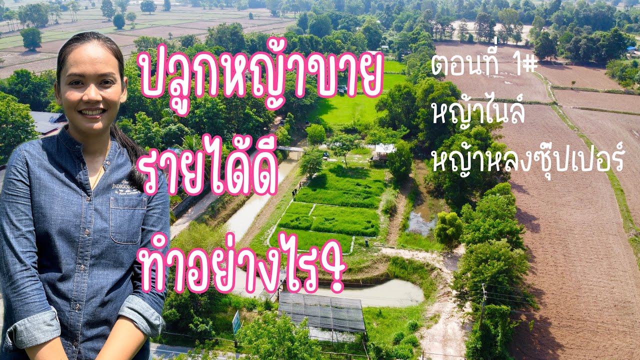 EP 1# ปลูกหญ้าขาย รายได้ดี ทำอย่างไร? หญ้าไนล์ หญ้าหลงซุปเปอร์ @มหาสารคาม