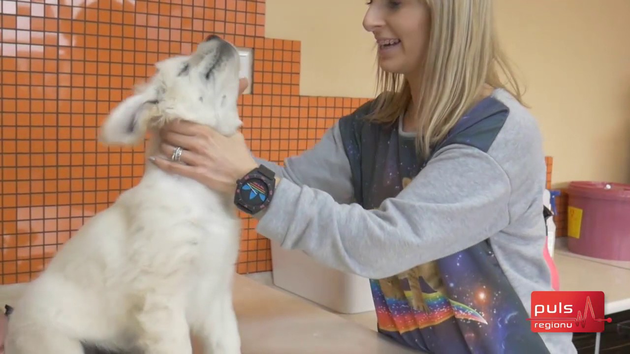 28 Zatrucia zwierząt środkami chemicznymi   ŚWIAT PUPILA