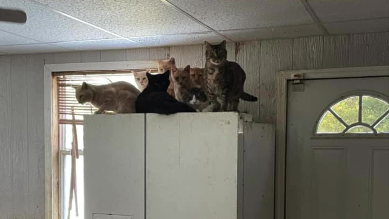 Over 300 animals seized from Polk County property in hoarding case
