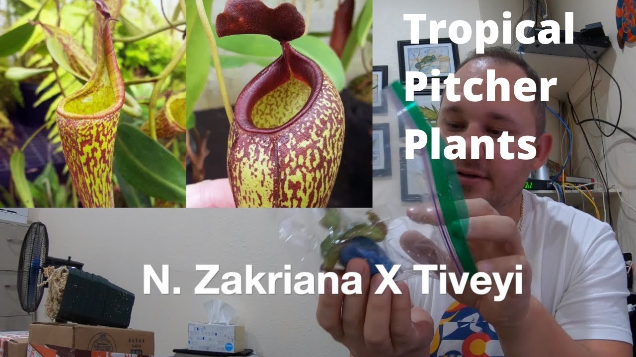 Nepenthes Pitcher Plants In Our GIANT Terrarium