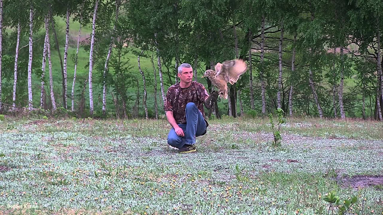 Puchacz bengalski
