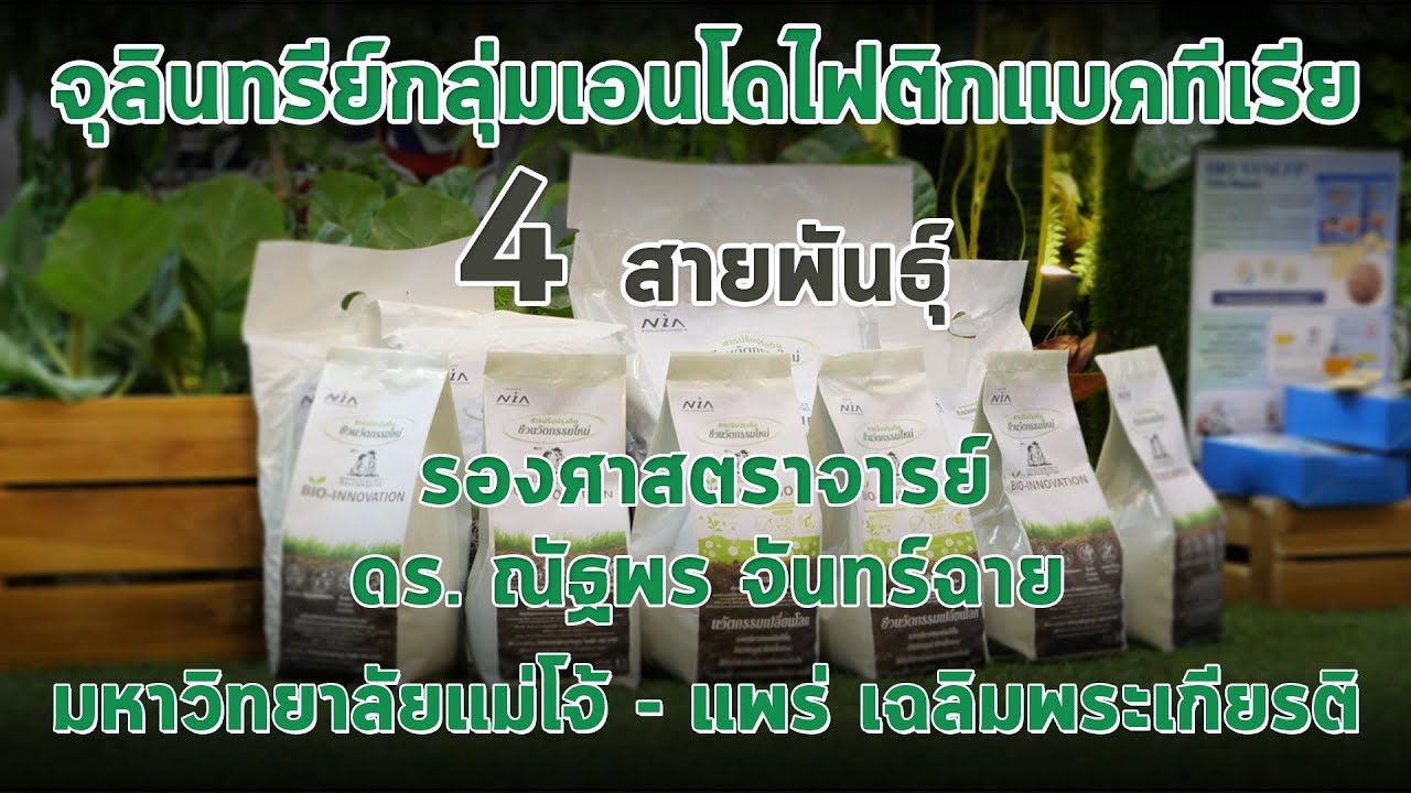 ชีวนวัตกรรมเปลี่ยนโลก จุลินทรีย์กลุ่มเอนโดไฟติกแบคทีเรีย 4 สายพันธุ์