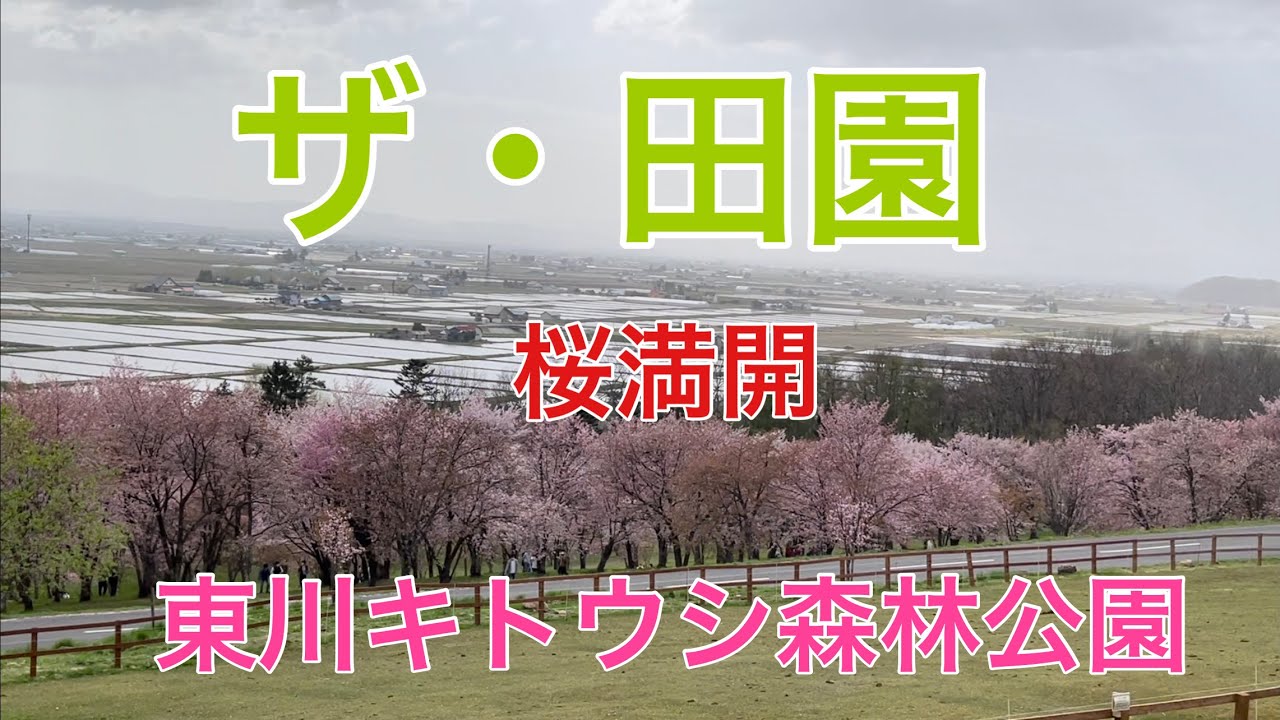 【北海道東川】東川キトウシ森林公園2021.5.6
