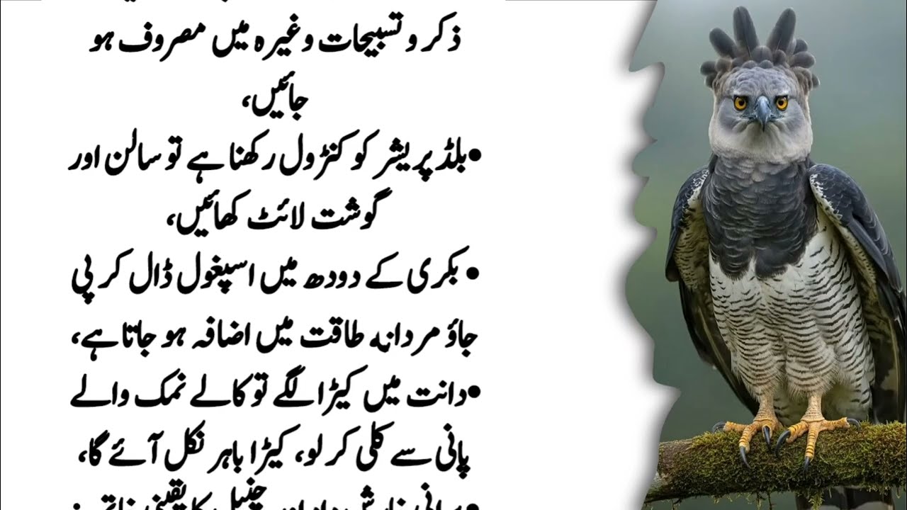 Quotes About life | Motivational Islamic Quotes | Golden Words | Rumi Quotes | Hazrat Ali Quotes