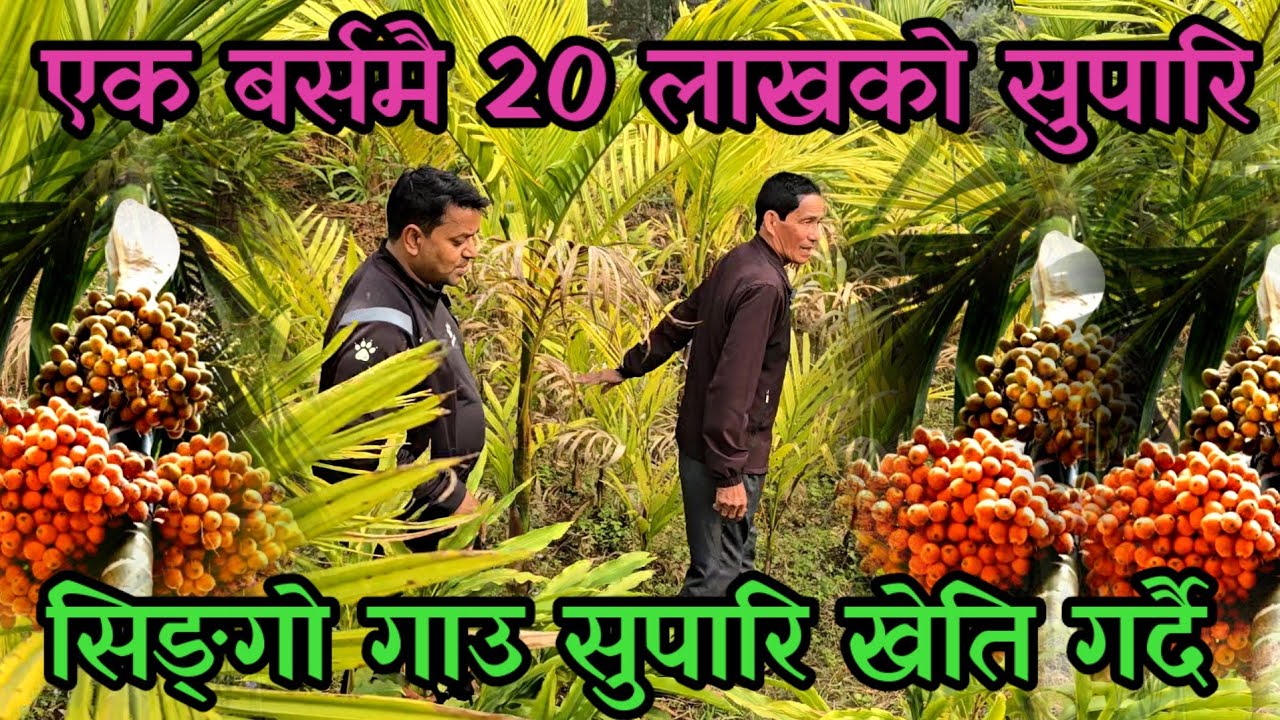 पहाडमा सुपारी खेती गरेर लाखौ कमाउने तामाङ काका supari kheti ,areca nut farming skill