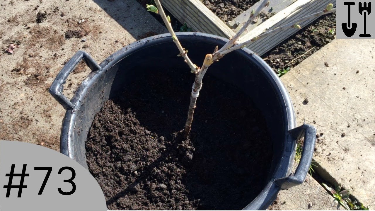 Planting a Cherry Tree - Nick's Allotment Diary #73