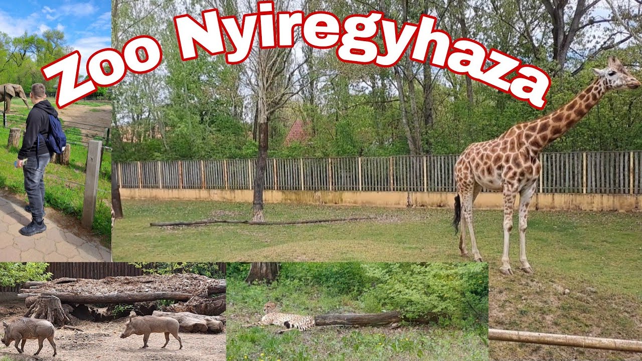 În vizită la cea mai mare grădină zoologică din Ungaria ( Zoo Nyiregyhaza)