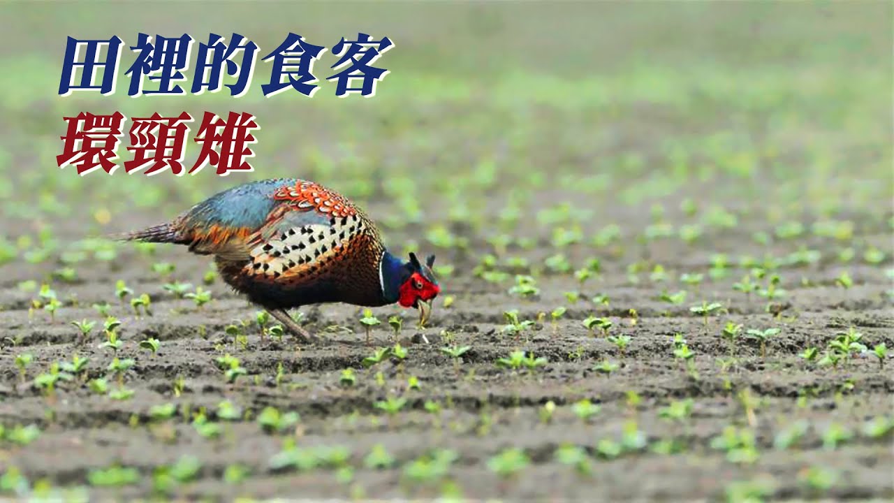 【人鳥衝突】田裡的食客 環頸雉｜吃光農作物的搗蛋鬼 (我們的島 第1055集 2020-05-18)