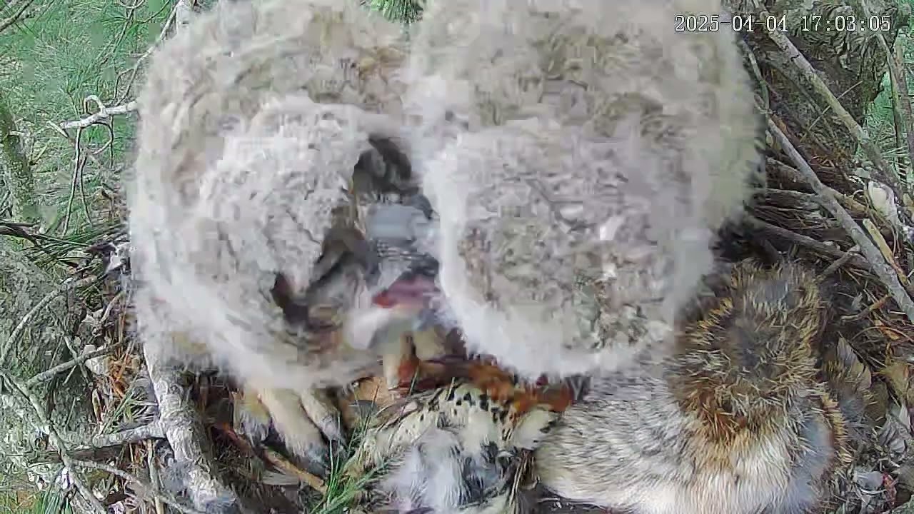 Wildlife Center of Virginia rescues Great Horned Owlet | Patient of the Week