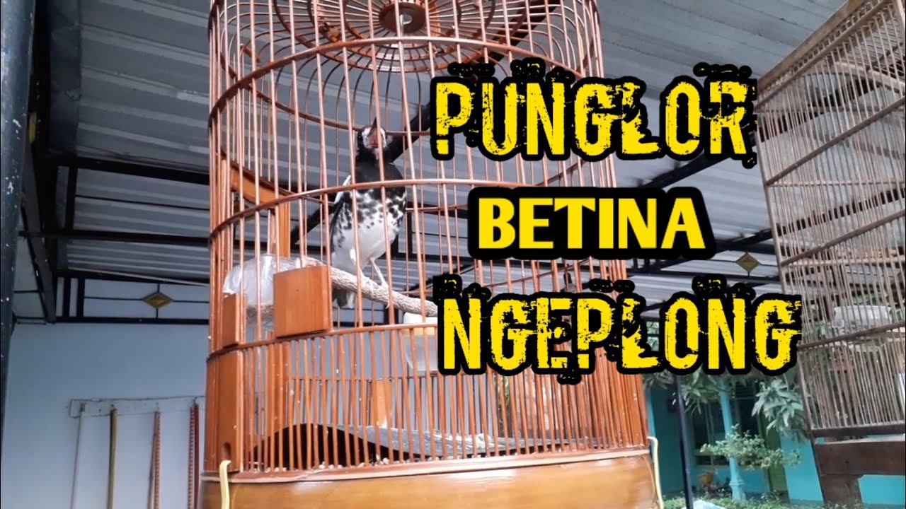 PUNGLOR BETINA NGEPLONG ANIS KEMBANG BETINA GACOR
