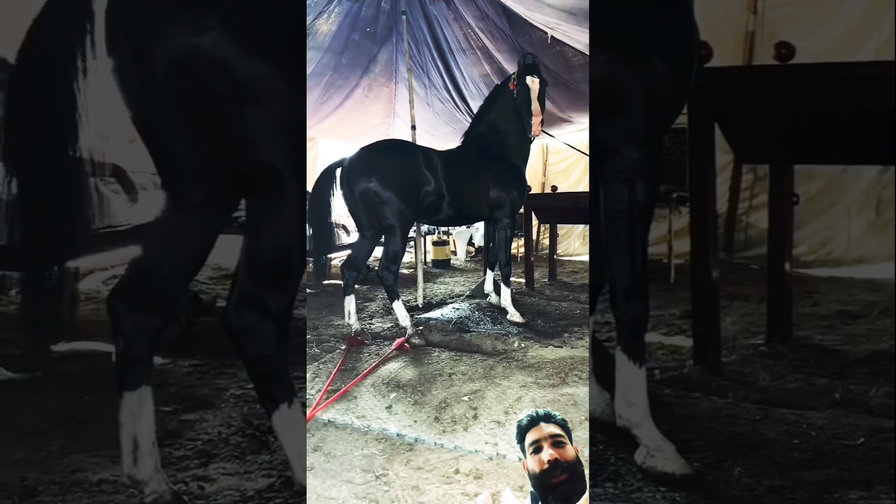 black Arabian horse zuljinah horse #horse #horseridingschool #sterstallion #horseriding