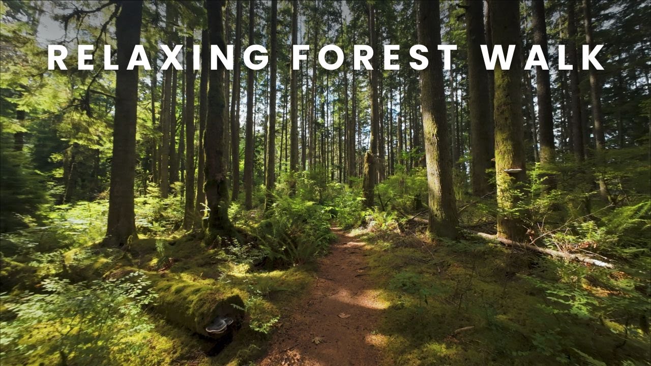 Relaxing 4K Walk Through a Lush Coastal Forest