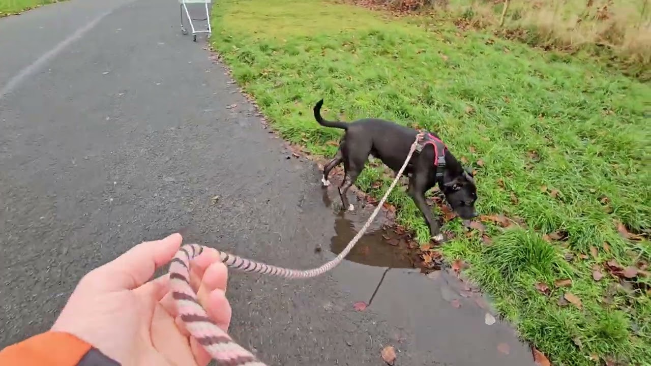 Settled walk - part 2. 