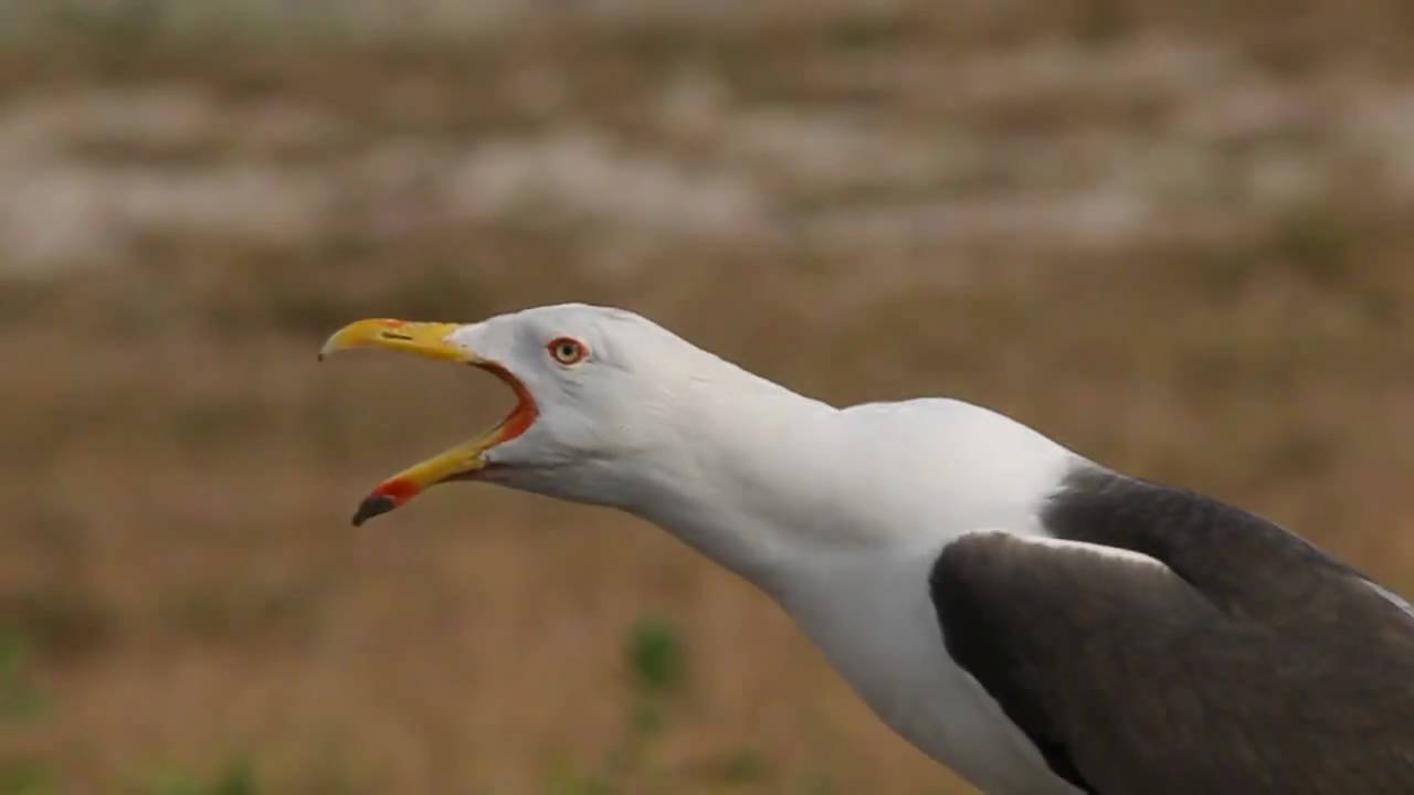 Kleine Mantelmeeuw - Larus fuscus graellsii - Lesser Black-backed Gull