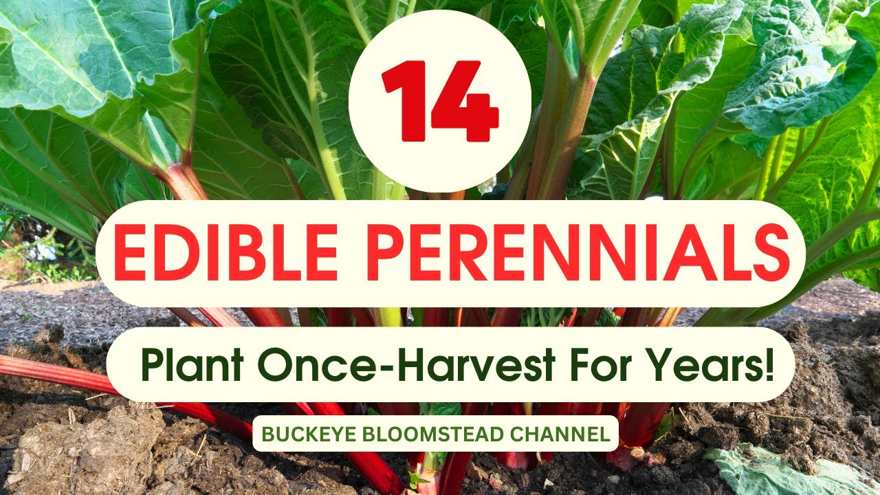 14 Edible Perennials: Plant Once Harvest for Years!