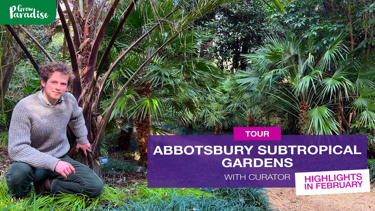 UK TROPICAL GARDEN tour with Curator | February in Abbotsbury Subtropical Gardens