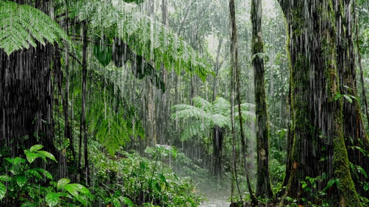 Soothing Rain Sounds for Better Sleep │ Relaxing │ Calming │ White Noise