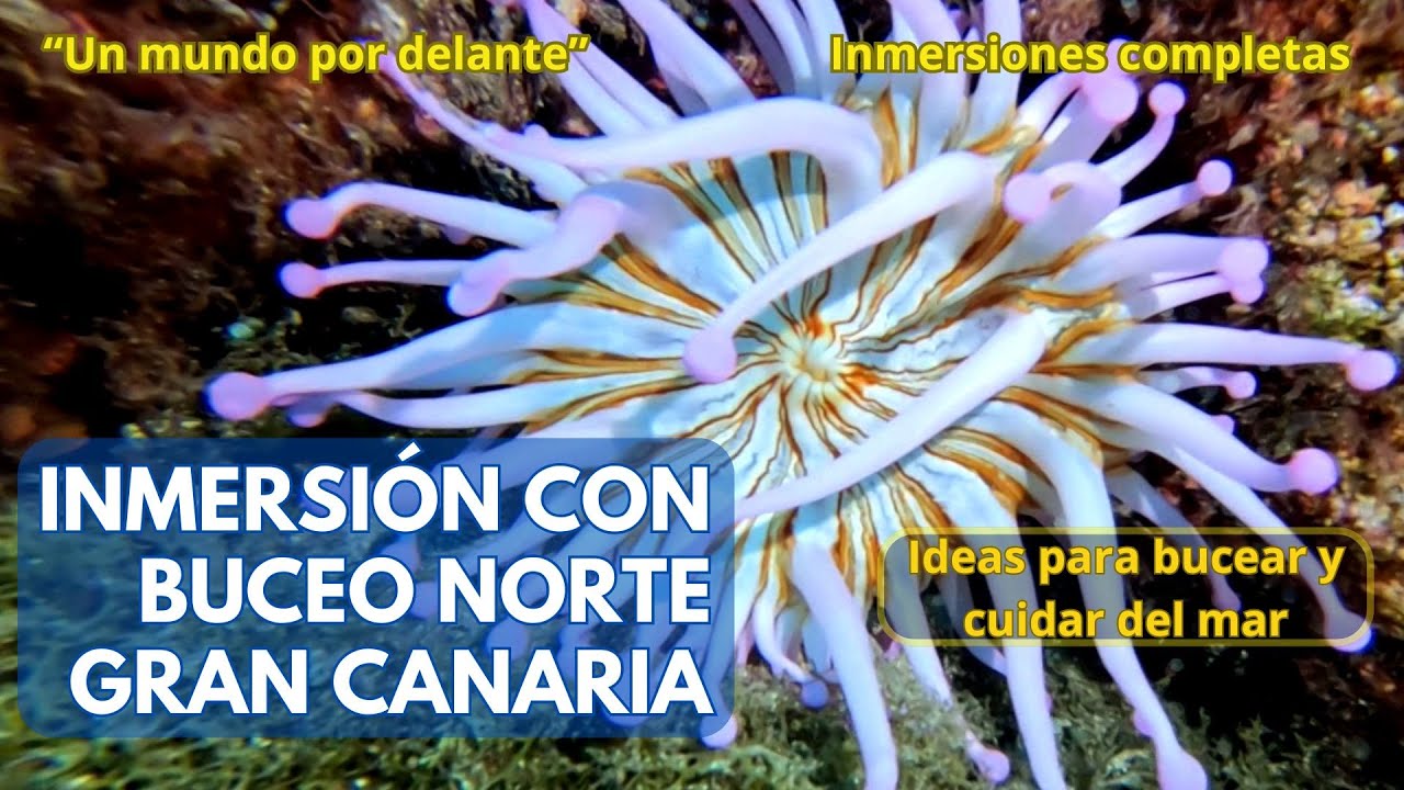 BUCEANDO CON BUCEO NORTE GRAN CANARIA-buceo en canarias