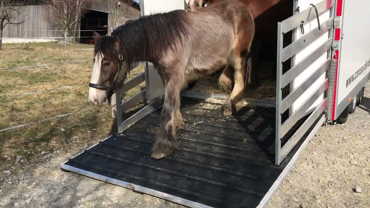 Pferdetransport im neuen Anh&auml;nger, Die drei Musketiere