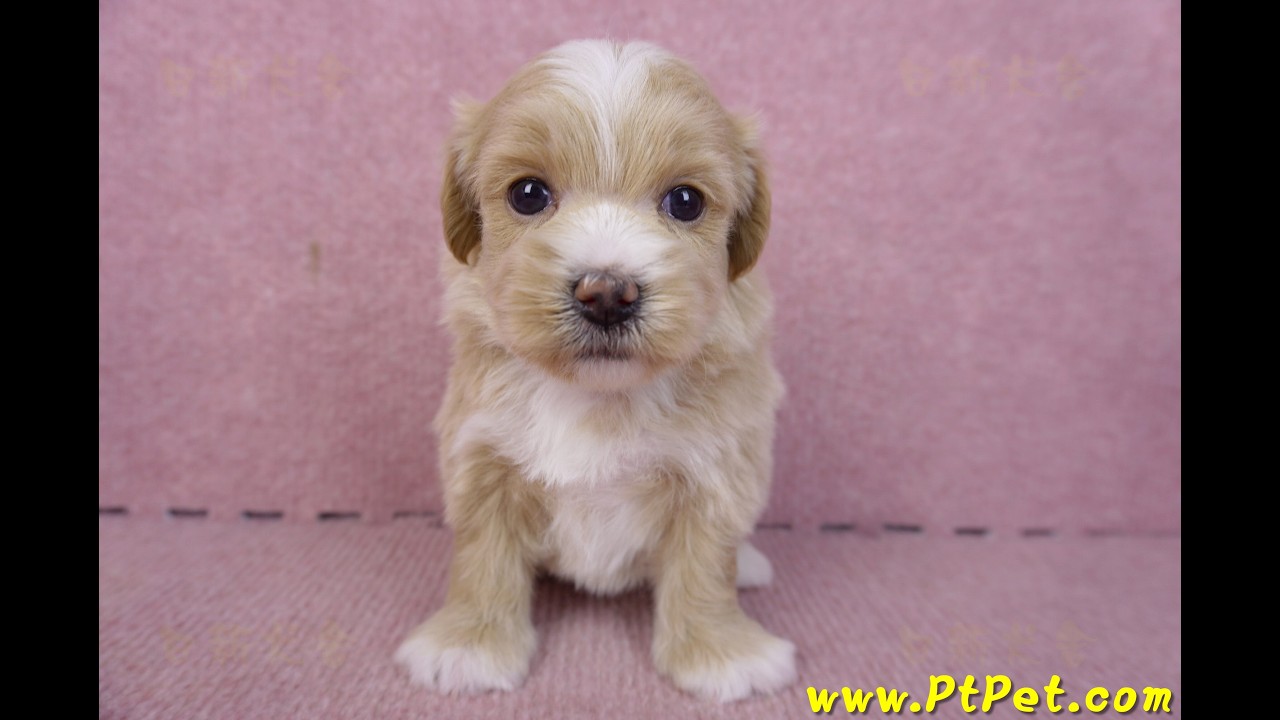 01/30 馬爾泰迪 Maltipoo -公幼犬2號-日新犬舍