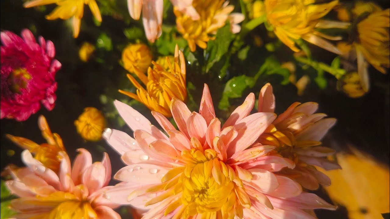 Nadan jamanthi| chrysanthemum 10 colour available 