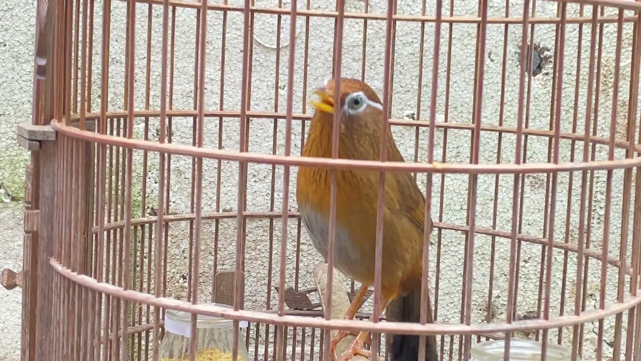 E là x2 thì ko ai là x1 cả đấy các loại chợ Giàn thuần cà phê vứt đâu cũng hót điện đang có 368v 