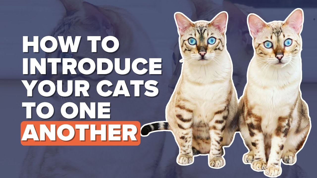 How To Introduce Cats To One Another