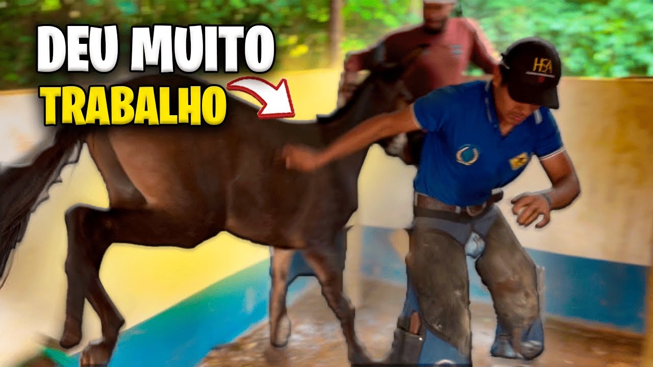 O BURRO XUCRO QUASE MACHUCOU O RAPAZ QUE IA FERRAR ELE