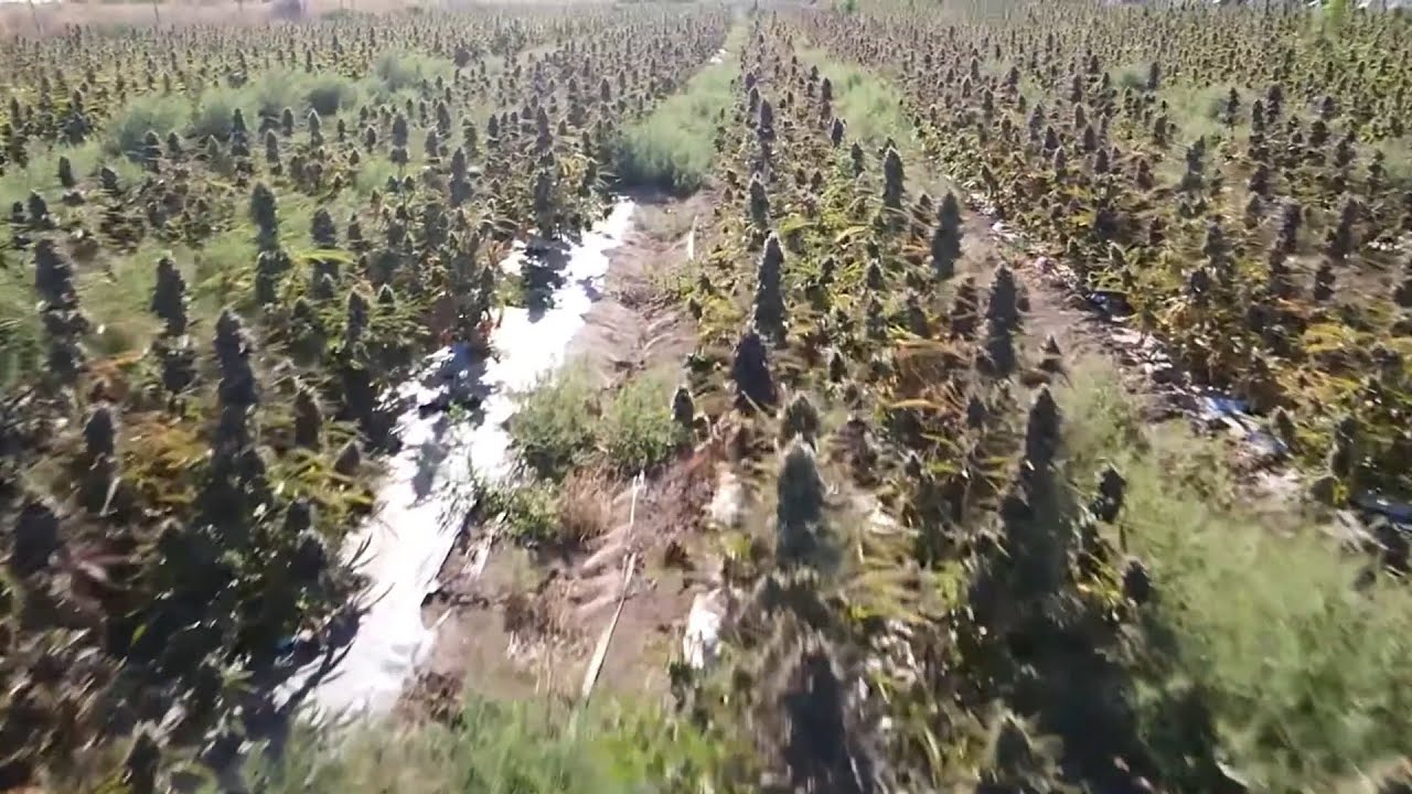 Automated Seeding Line - Humboldt Seeds