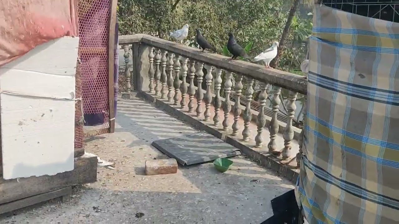 Pigeon and my duty #pigeon #pigeonlaver #bird #birdspecies 
