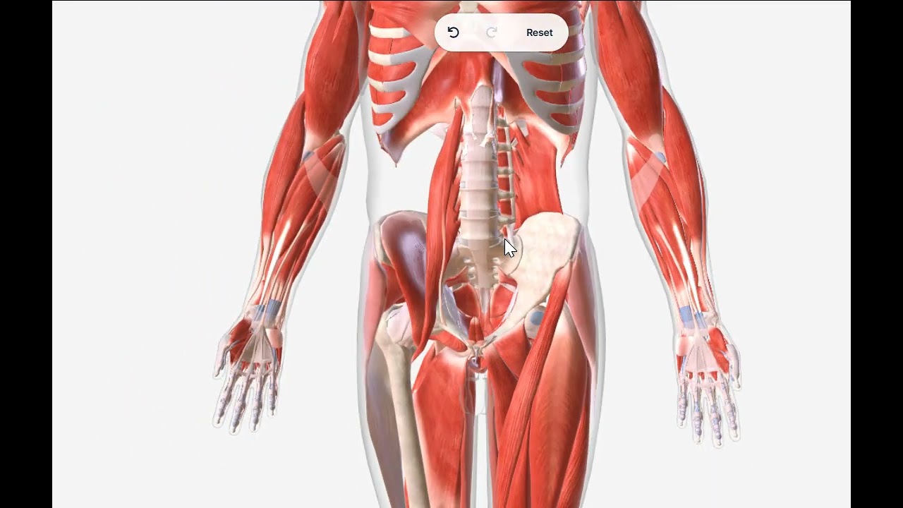 שריר מותן כסל - איליופסואס - הדמיה והסבר אנטומיה | עמיר שפר רפואה סינית