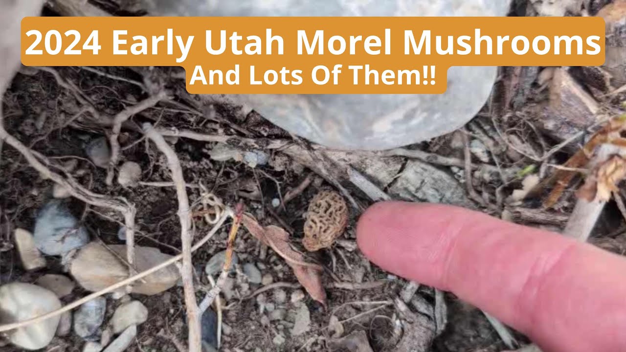 2024 Early Utah Morel Mushrooms - And Lots of Them!!