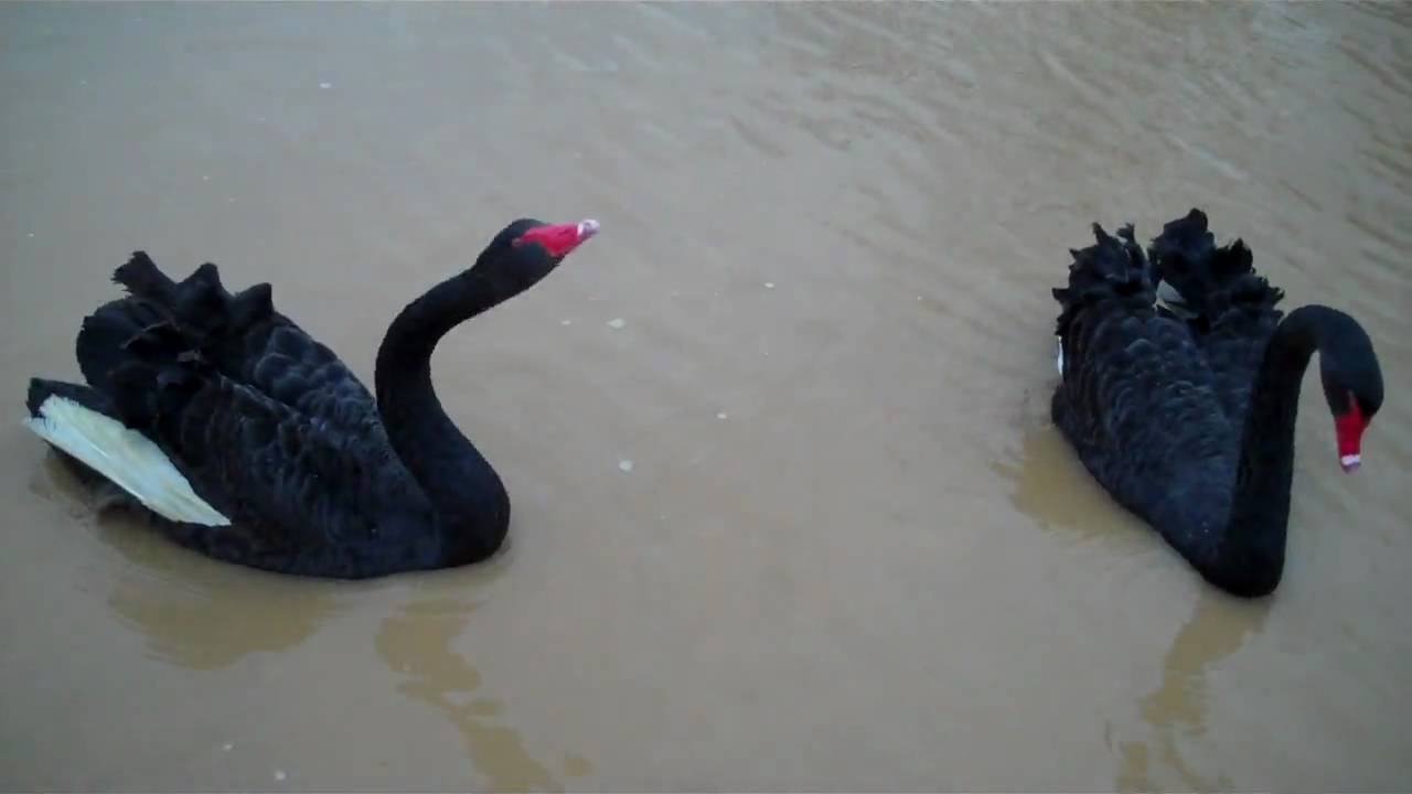 Australian Black Swans